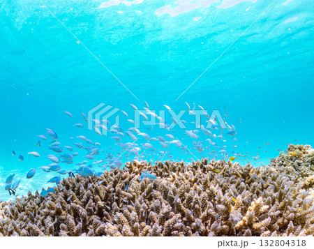 ミスジリュウキュウスズメダイ、デバスズメダイ他群れ。美しいサンゴ礁と熱帯魚の群れ。 嘉比島沖縄県 132804318