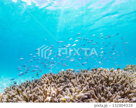 ミスジリュウキュウスズメダイ、デバスズメダイ他群れ。美しいサンゴ礁と熱帯魚の群れ。 嘉比島沖縄県 132804319