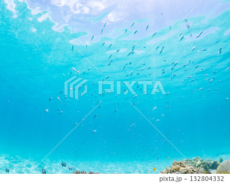 ミスジリュウキュウスズメダイ、デバスズメダイ他群れ。美しいサンゴ礁と熱帯魚の群れ。 嘉比島沖縄県 ミスジリュウキュウスズメダイ、デバスズメダイ他群れ。美しいサンゴ礁と熱帯魚の群れ。 嘉比島沖縄県 132804332