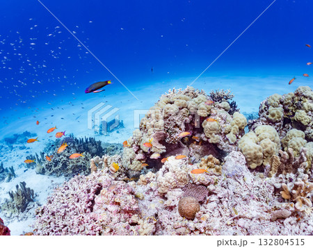 キンギョハナダイ、デバスズメダイ他群れ。美しいサンゴ礁と熱帯魚の群れ。 嘉比島沖縄県 島尻郡慶良間 132804515