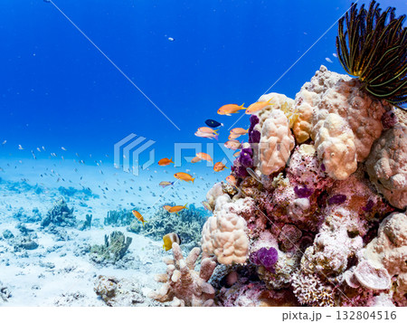 キンギョハナダイ、デバスズメダイ他群れ。美しいサンゴ礁と熱帯魚の群れ。 嘉比島沖縄県 島尻郡慶良間 キンギョハナダイ、デバスズメダイ他群れ。美しいサンゴ礁と熱帯魚の群れ。 嘉比島沖縄県 島尻郡慶良間 132804516