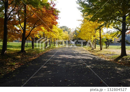 イチョウ並木がきれいな秋の稲積公園(北海道札幌市) イチョウ並木がきれいな秋の稲積公園(北海道札幌市) 132804527