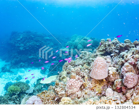 ハナゴイ、デバスズメダイ他群れ。美しいサンゴ礁と熱帯魚の群れ。 嘉比島沖縄県 島尻郡慶良間諸島座間味 132804534