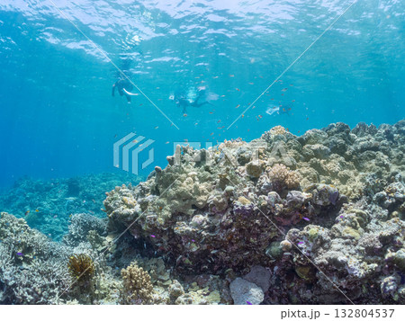 ハナゴイ、デバスズメダイ他群れ。美しいサンゴ礁と熱帯魚の群れ。 嘉比島沖縄県 島尻郡慶良間諸島座間味 132804537