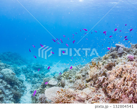 ハナゴイ、デバスズメダイ他群れ。美しいサンゴ礁と熱帯魚の群れ。 嘉比島沖縄県 島尻郡慶良間諸島座間味 132804541