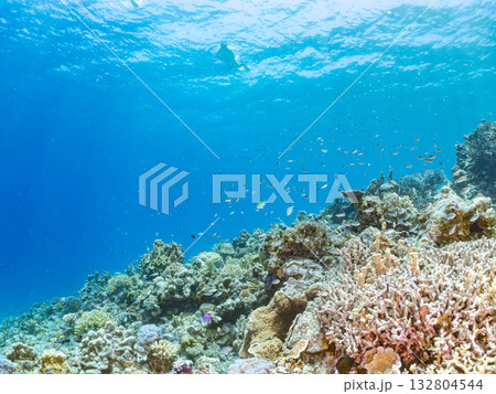 ハナゴイ、デバスズメダイ他群れ。美しいサンゴ礁と熱帯魚の群れ。 嘉比島沖縄県 島尻郡慶良間諸島座間味 132804544