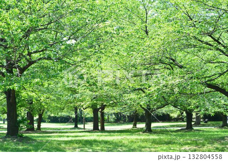 東京都立舎人公園の新緑 東京都立舎人公園の新緑 132804558
