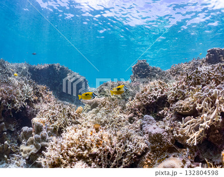 ヒフキアイゴ、デバスズメダイ他群れ。美しいサンゴ礁と熱帯魚の群れ。 嘉比島沖縄県 島尻郡慶良間諸島 ヒフキアイゴ、デバスズメダイ他群れ。美しいサンゴ礁と熱帯魚の群れ。 嘉比島沖縄県 島尻郡慶良間諸島 132804598
