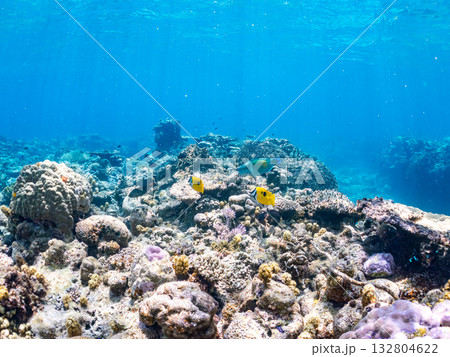 ヒフキアイゴ、デバスズメダイ他群れ。美しいサンゴ礁と熱帯魚の群れ。 嘉比島沖縄県 島尻郡慶良間諸島 132804622