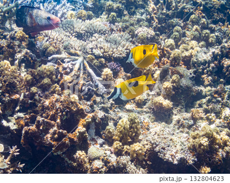 ヒフキアイゴ、デバスズメダイ他群れ。美しいサンゴ礁と熱帯魚の群れ。 嘉比島沖縄県 島尻郡慶良間諸島 ヒフキアイゴ、デバスズメダイ他群れ。美しいサンゴ礁と熱帯魚の群れ。 嘉比島沖縄県 島尻郡慶良間諸島 132804623