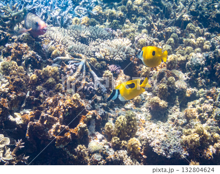 ヒフキアイゴ、デバスズメダイ他群れ。美しいサンゴ礁と熱帯魚の群れ。 嘉比島沖縄県 島尻郡慶良間諸島 132804624