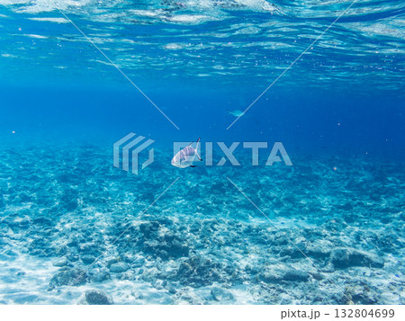 コバンアジ群れ半水面撮影。美しいサンゴ礁と熱帯魚の群れ。 嘉比島沖縄県 島尻郡慶良間諸島座間味島 コバンアジ群れ半水面撮影。美しいサンゴ礁と熱帯魚の群れ。 嘉比島沖縄県 島尻郡慶良間諸島座間味島 132804699