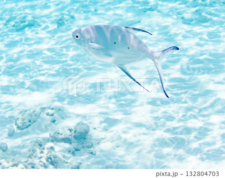 コバンアジ群れ半水面撮影。美しいサンゴ礁と熱帯魚の群れ。 嘉比島沖縄県 島尻郡慶良間諸島座間味島 132804703