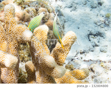 可愛いテングカワハギ他。美しいサンゴ礁と熱帯魚の群れ。 嘉比島沖縄県 島尻郡慶良間諸島座間味島 可愛いテングカワハギ他。美しいサンゴ礁と熱帯魚の群れ。 嘉比島沖縄県 島尻郡慶良間諸島座間味島 132804800