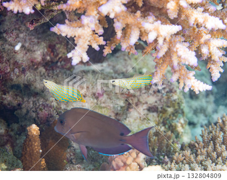 可愛いテングカワハギ他。美しいサンゴ礁と熱帯魚の群れ。 嘉比島沖縄県 島尻郡慶良間諸島座間味島 132804809
