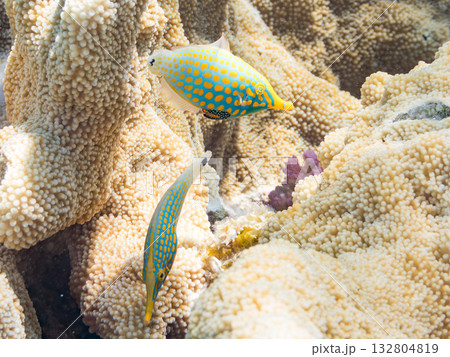 可愛いテングカワハギ他。美しいサンゴ礁と熱帯魚の群れ。 嘉比島沖縄県 島尻郡慶良間諸島座間味島 可愛いテングカワハギ他。美しいサンゴ礁と熱帯魚の群れ。 嘉比島沖縄県 島尻郡慶良間諸島座間味島 132804819