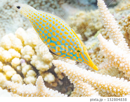 可愛いテングカワハギ他。美しいサンゴ礁と熱帯魚の群れ。 嘉比島沖縄県 島尻郡慶良間諸島座間味島 可愛いテングカワハギ他。美しいサンゴ礁と熱帯魚の群れ。 嘉比島沖縄県 島尻郡慶良間諸島座間味島 132804838