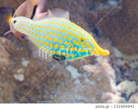可愛いテングカワハギ他。美しいサンゴ礁と熱帯魚の群れ。 嘉比島沖縄県 島尻郡慶良間諸島座間味島 可愛いテングカワハギ他。美しいサンゴ礁と熱帯魚の群れ。 嘉比島沖縄県 島尻郡慶良間諸島座間味島 132804841
