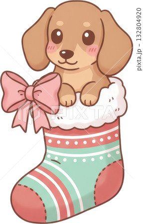 Adorable dachshund puppy peeking out of a festive Christmas ing with a pink bow Adorable dachshund puppy peeking out of a festive Christmas ing with a pink bow 132804920