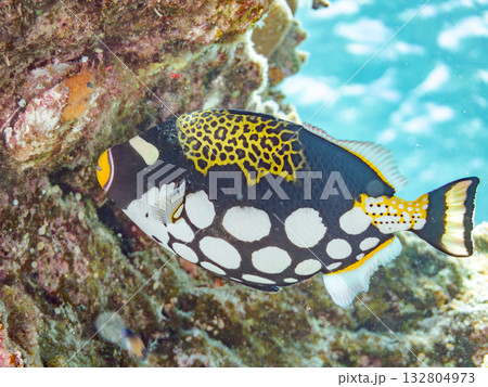 美しいモンガラカワハギ他。美しいサンゴ礁と熱帯魚の群れ。 嘉比島沖縄県 島尻郡慶良間諸島座間味島 132804973