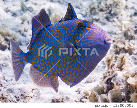 美しいイソモンガラ他。美しいサンゴ礁と熱帯魚の群れ。 嘉比島沖縄県 島尻郡慶良間諸島座間味島2025 132805005