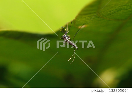 植物の葉にぶら下がるヒトスジシマカ 132805094