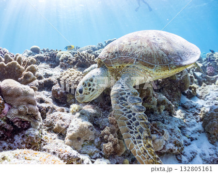 美しいアオウミガメ他。美しいサンゴ礁と熱帯魚の群れ。 嘉比島沖縄県 島尻郡慶良間諸島座間味島2025 美しいアオウミガメ他。美しいサンゴ礁と熱帯魚の群れ。 嘉比島沖縄県 島尻郡慶良間諸島座間味島2025 132805161
