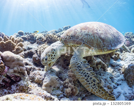 美しいアオウミガメ他。美しいサンゴ礁と熱帯魚の群れ。 嘉比島沖縄県 島尻郡慶良間諸島座間味島2025 132805169