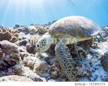 美しいアオウミガメ他。美しいサンゴ礁と熱帯魚の群れ。 嘉比島沖縄県 島尻郡慶良間諸島座間味島2025 132805172