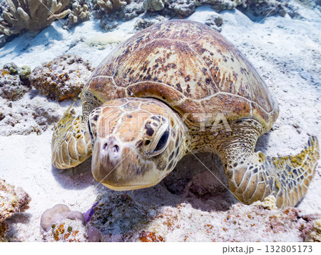 美しいアオウミガメ他。美しいサンゴ礁と熱帯魚の群れ。 嘉比島沖縄県 島尻郡慶良間諸島座間味島2025 132805173