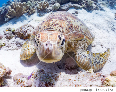 美しいアオウミガメ他。美しいサンゴ礁と熱帯魚の群れ。 嘉比島沖縄県 島尻郡慶良間諸島座間味島2025 132805178