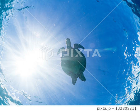息継ぎで水面を泳ぐアオウミガメ。美しいサンゴ礁と熱帯魚の群れ。 嘉比島沖縄県 島尻郡慶良間諸島座間味 132805211