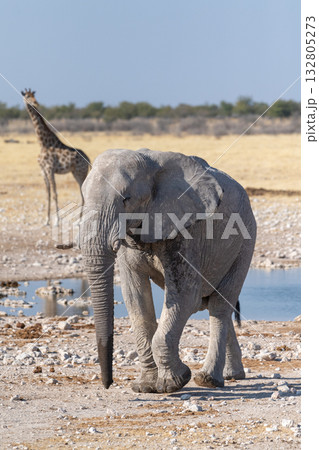 African Elephant drinking at a waterhole 132805273