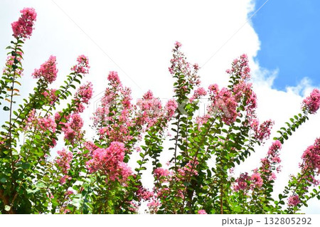 サルスベリの花 132805292