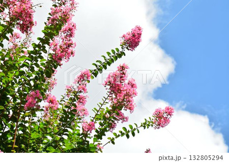 サルスベリの花 サルスベリの花 132805294