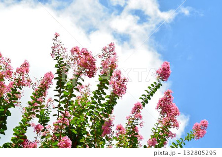 サルスベリの花 132805295