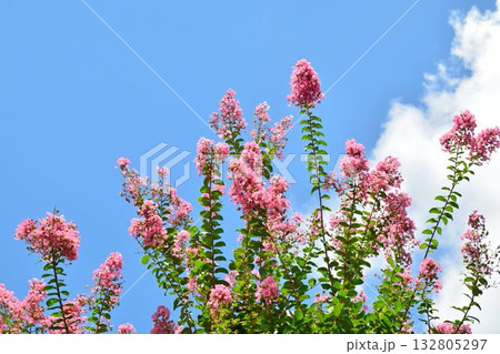 サルスベリの花 サルスベリの花 132805297