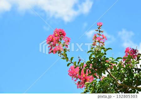 サルスベリの花 サルスベリの花 132805303