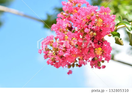 サルスベリの花 132805310