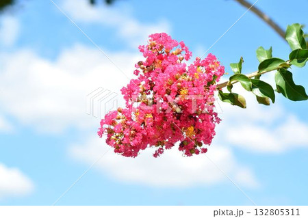 サルスベリの花 132805311