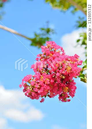 サルスベリの花 132805312