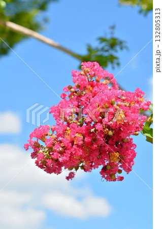 サルスベリの花 132805313