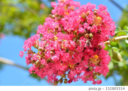 サルスベリの花 132805314