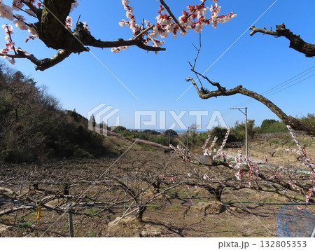 梅林の向こうは澄み切った初冬の青空と日本海 梅林の向こうは澄み切った初冬の青空と日本海 132805353