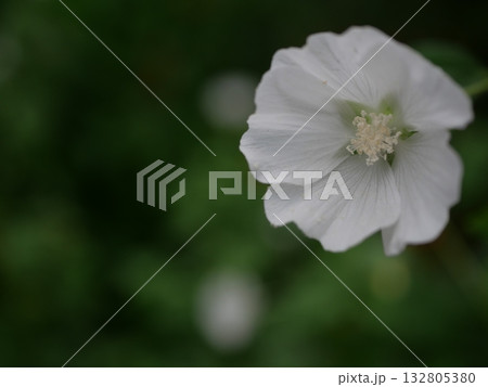 白いタチアオイの花 132805380