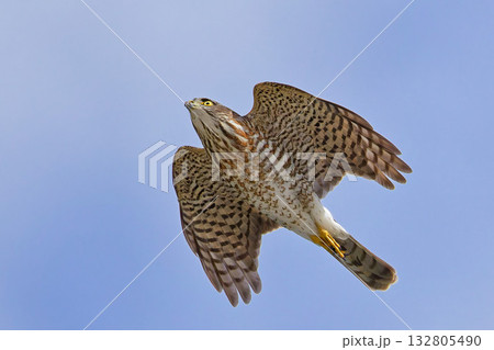 秋晴れの空を飛ぶツミの幼鳥 132805490