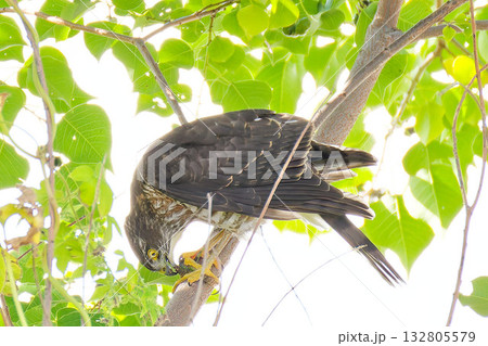 バッタを食べるツミの幼鳥 バッタを食べるツミの幼鳥 132805579