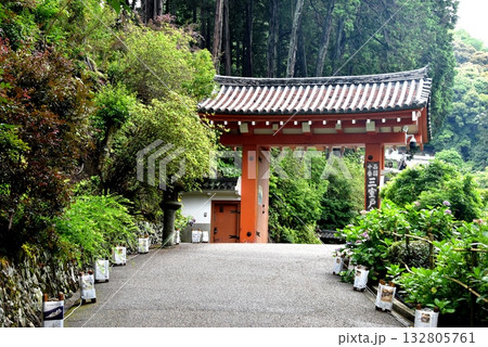 宇治市 三室戸寺の山門と紫陽花 宇治市 三室戸寺の山門と紫陽花 132805761