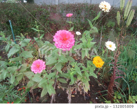 こじま花の会花畑の桃色と白い色と黄色の花の百日草 132805809