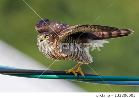 電線から飛び出すツミの幼鳥 電線から飛び出すツミの幼鳥 132806003